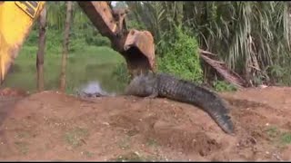 Giant Crocodile in Sri Lanka Rescued and Released