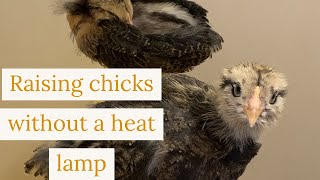 Raising Chicks Off Grid Without a Heat Lamp [Prep 365: EP60]