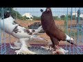 Pomerian pouter breeding pairNear by Chidambaram Transportation Available Contact:9789760791