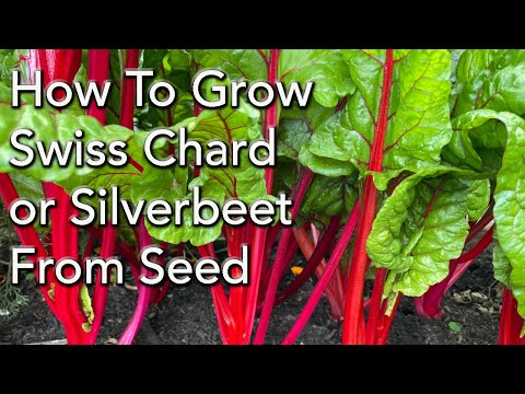 Video: Menanam Swiss Chard Pada Musim Gugur - Cara Menanam Swiss Chard Pada Musim Gugur