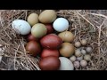 Collecting a basket of rainbow eggs