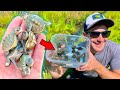 Releasing DOZENS of Cute Baby Turtles!