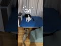 Get out! #cat#먼치킨고양이#cutecat #funnycat#catshorts#fun cat#feline#Munchkin cat