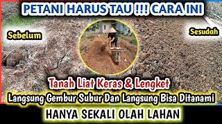 SEKALI DIOLAH TANAH LIAT ( LEMPUNG ) LANGSUNG GEMBUR DAN BISA DITANAMI