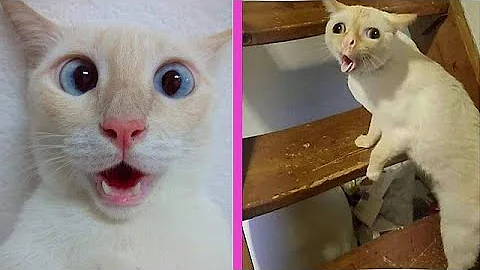 Video 428731: cat pets reaction, cat kitten funny