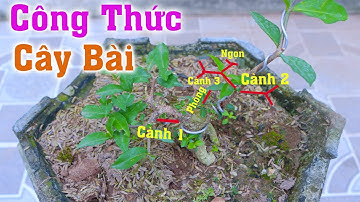 Công Thức Làm Cây Trực Lắc