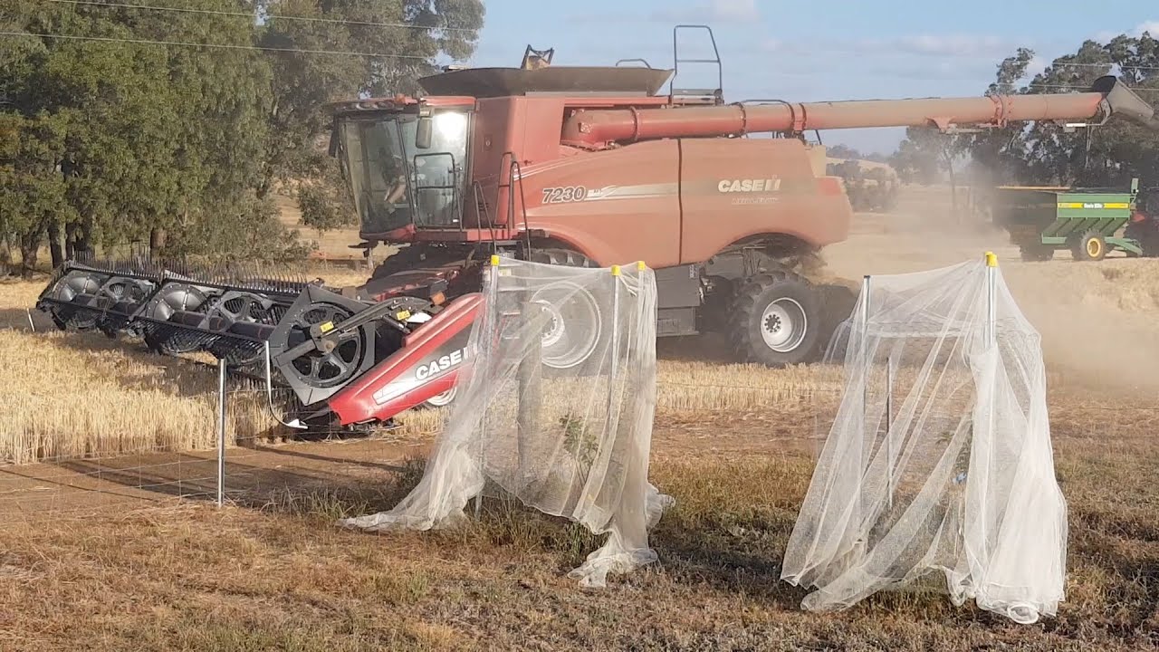 Alanvale barley harvest 2021