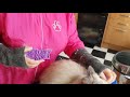 Ragdoll cat being groomed