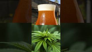 Marijuana and Beer are RELATED?!