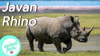 Javan Rhino • All You Need To Know About This Rhinoceros