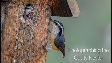 Photographing the Cavity Nester