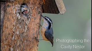 Photographing the Cavity Nester