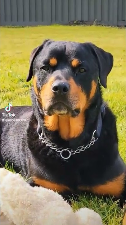 #brutus #rottweiler #love #enjoyingthesun #goodboy goodboy #pnw #washington #tiktok