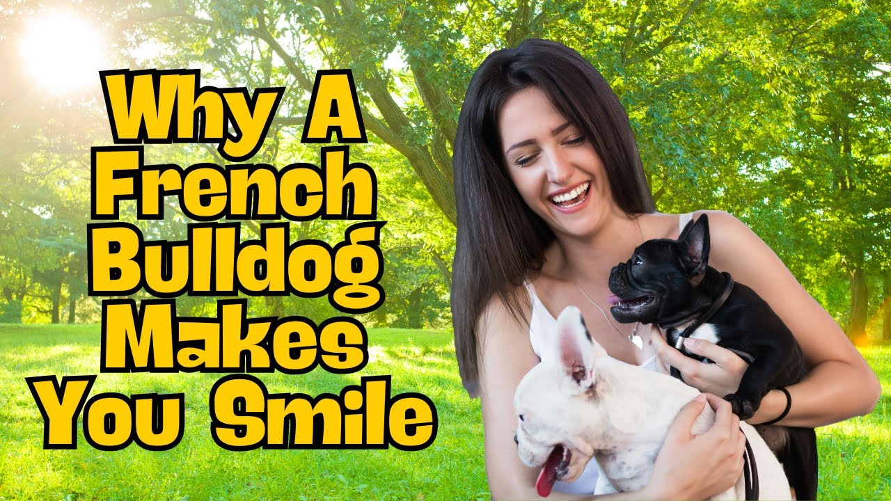 Why A French Bulldog Makes You Smile #Frenchie #Frenchbulldogs - YouTube