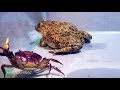 Asian bullfrog with big crab and mouse asian bullfrog live feeding