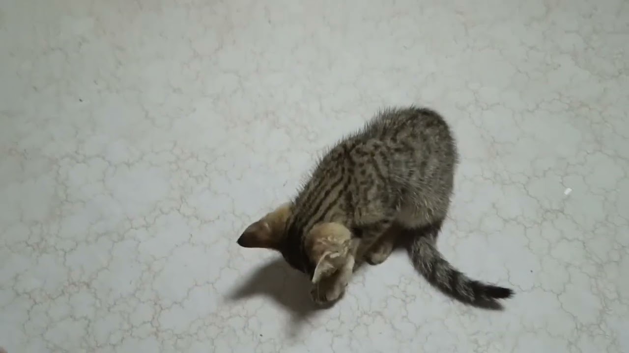 HULING VIDEO KO NA PALA ITO KAY MIMI #cat #kitten #pets 