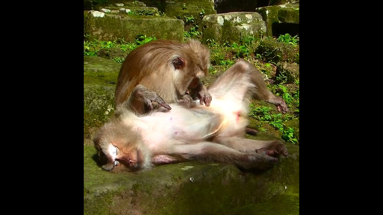 Old Monkey Teresa Spending Her Private Time Grooming Cara