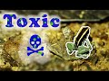 Toxic Dart Frog from Costa Rica
