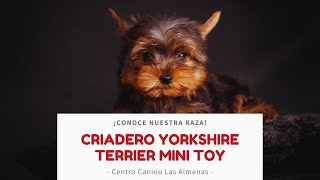 Criadero de Yorkshire Terrier Mini y Toy, ¡conoce nuestra raza! | Centro Canino Las Almenas