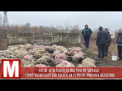 Video: Cum să alegeți un cățeluș: 14 pași (cu imagini)