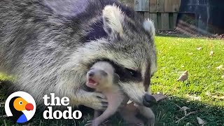 Mama Raccoon Patiently Waits For Guy To Rescue Her Crying Babies | The Dodo