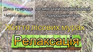 У Мезинському природному парку мешкають істоти, які носять колоди утричі більші за них самих