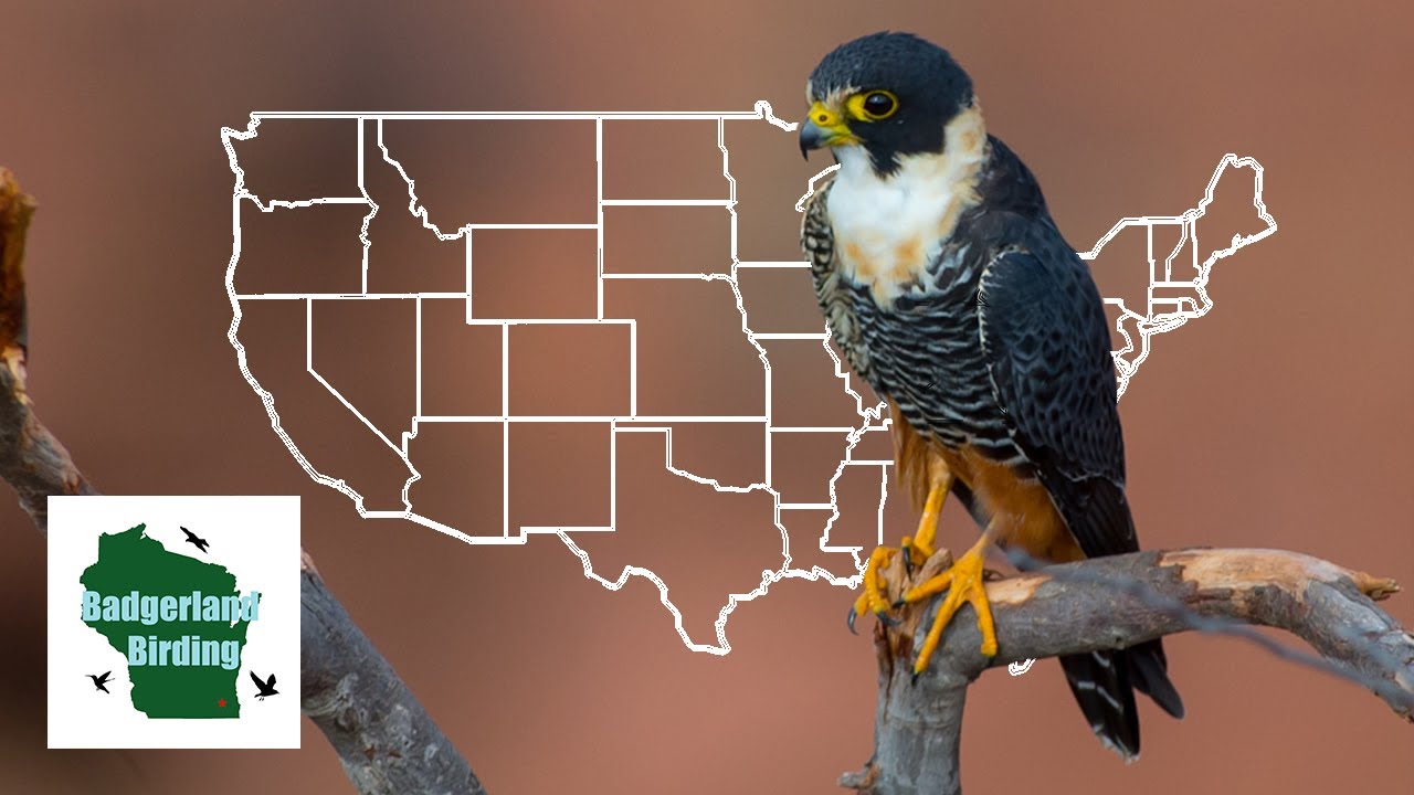 The Story of America's First Bat Falcon - YouTube