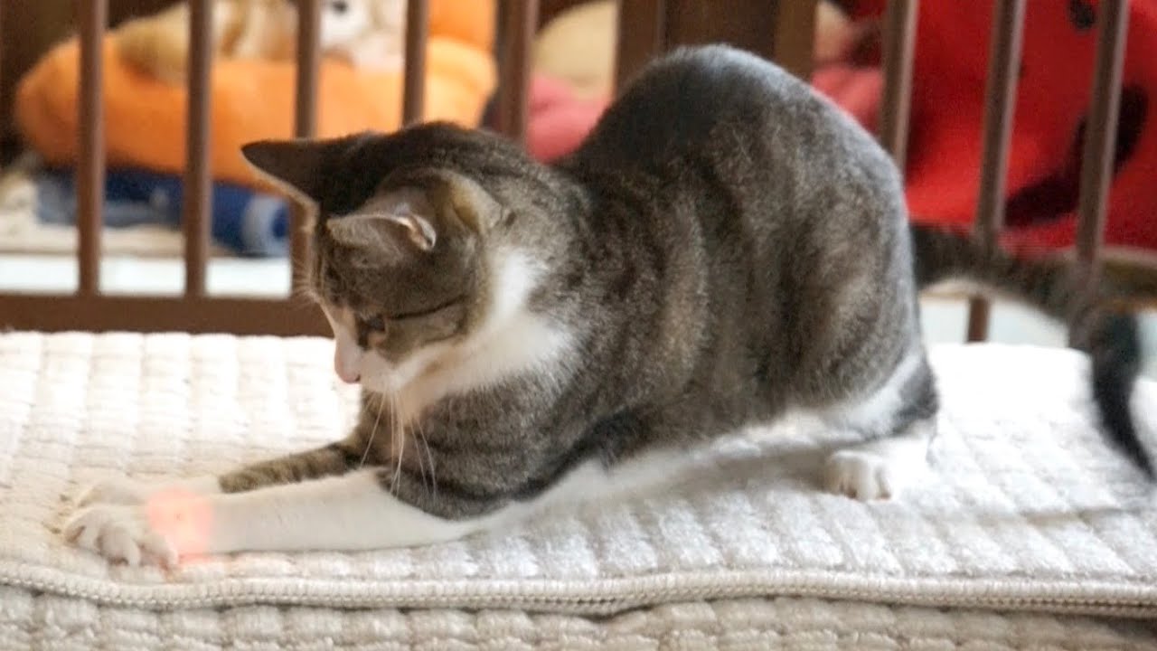 When A Cat Washes Its Face It S A Sign Of Rain Youtube When A Cat Washes Its Face It S A Sign Of Rain Youtube