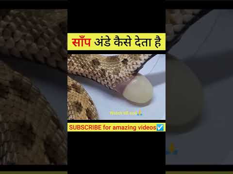 त ऐस स प द त ह अ ड 10 स क ड म द ख ल Shorts Snake