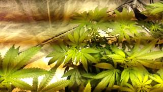 Dte genetics