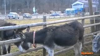 Rifugio degli asinelli-Haven for donkeys - Sala Biellese (BI)