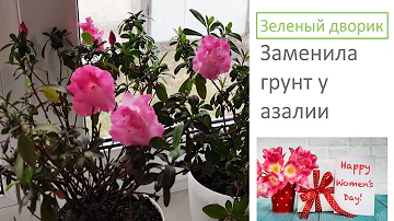 Заменила грунт у азалии корни в труху