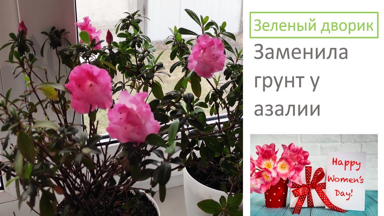 Заменила грунт у азалии корни в труху