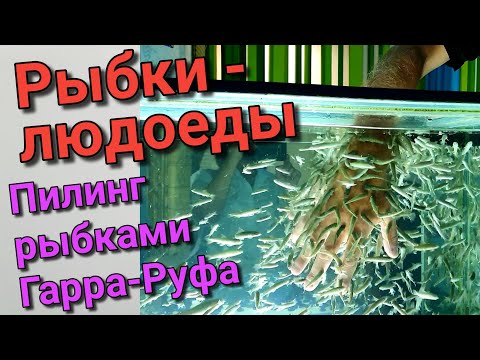 Геленджик Пилинг рыбками Гарра Руфа. Честный отзыв.