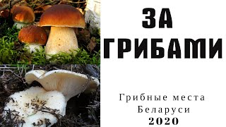 Сбор грибов 2020.Грибной сезон в Беларуси.Собираем Белые грибы.Подберезовики.Подосиновики.Грузди.