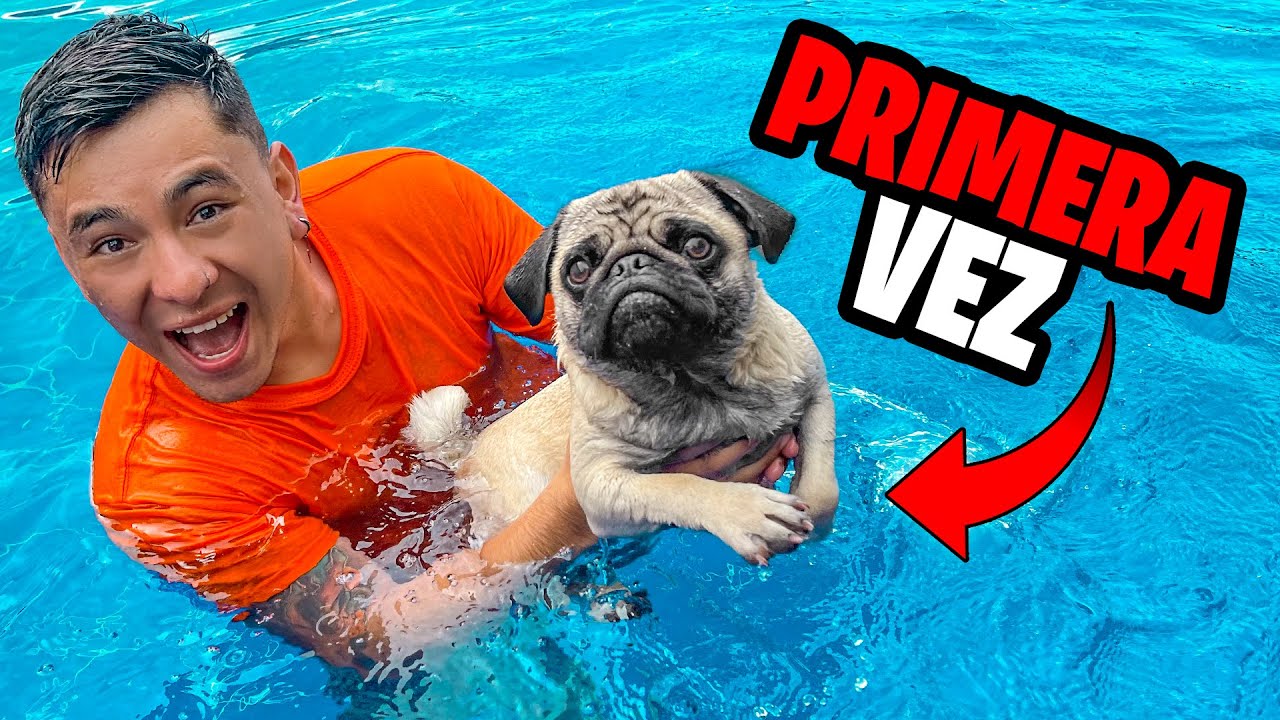 MI PERRITO SIMUR APRENDE A NADAR EN LA PISCINA  Increble Reaccin