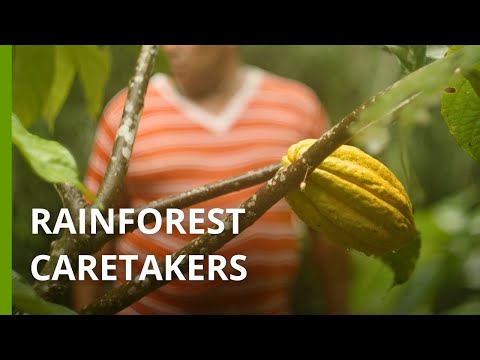 Cacao is keeping this community in Ecuador away from deforestation