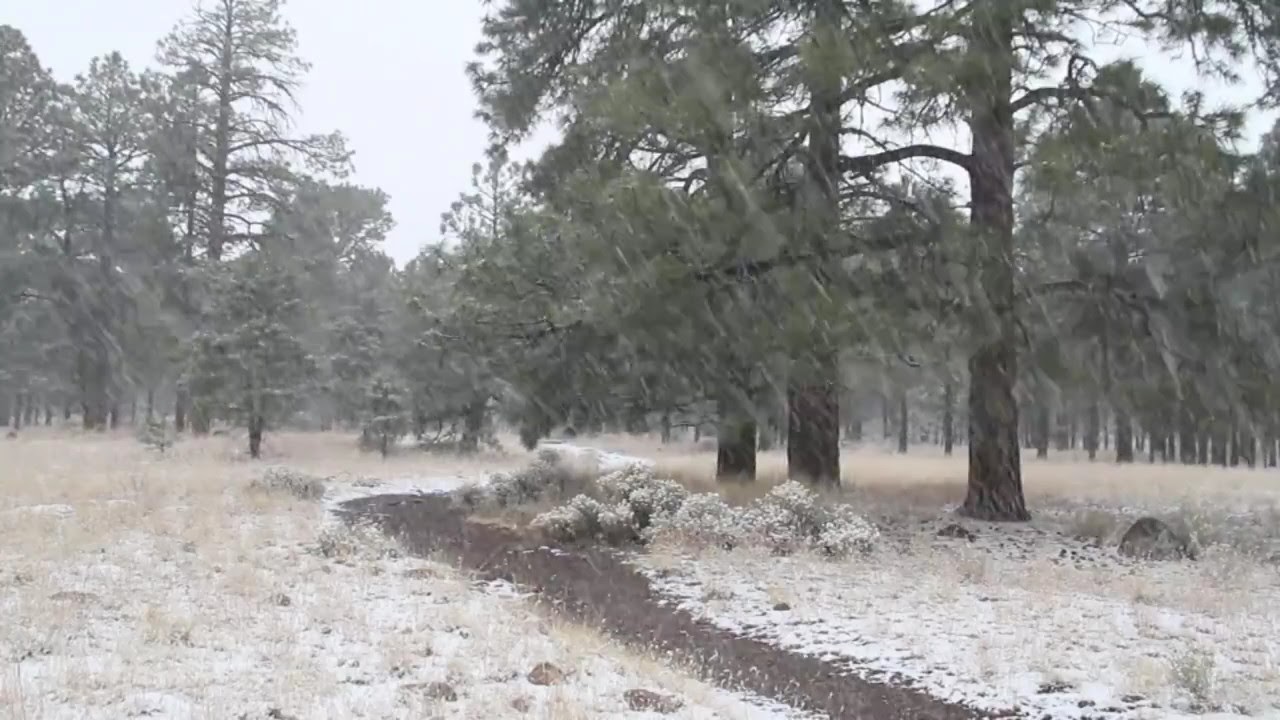 December Snow, Northern Arizona Forest YouTube