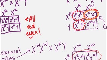 Genetics Lesson 2, Part 2: Sex-linked Inheritance