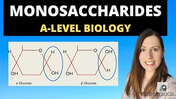 Monomers, Polymers and Monosaccharides- A-level biology Biological Molecules topic