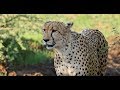 Tuningi Safari Lodge | Madikwe Game Reserve