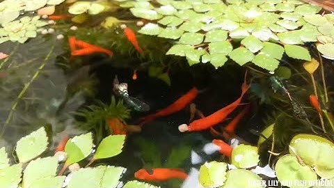 LU SÀNH NUÔI CÁ SONG KIẾM LAI VÀ CÁ BẢY MÀU SAU CƠN MƯA