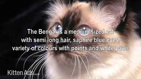 Video 1287361: semi longhair cat, birman cat breed