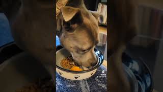 When your underweight rescue dog 🐕 turns into a food snob... by Veronica-Lynn Pit Bull 869 views 2 months ago 1 minute, 35 seconds