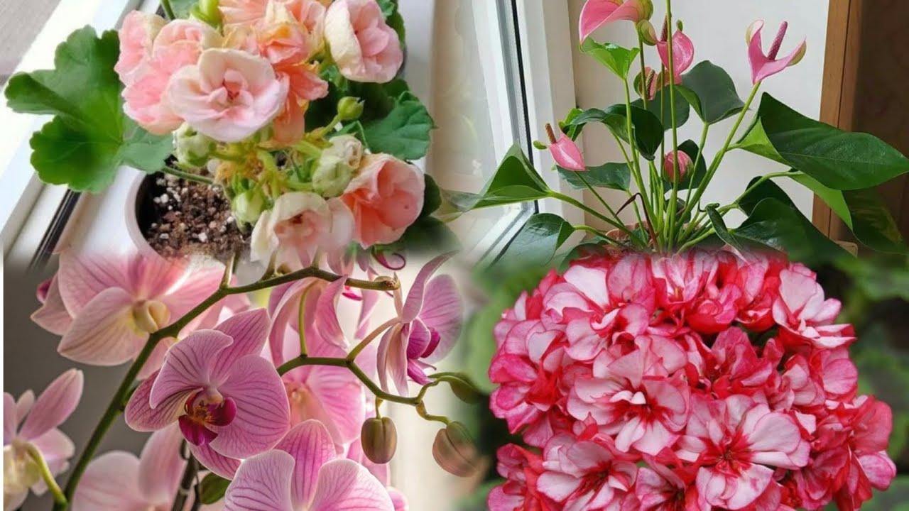 🌿 Gül mağazamızda mövsüm Ucuz ENDİRİMİ başladı!