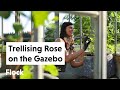 Planting ROSES, CLEMATIS, &amp; LONG BEANS on Gazebo — Ep. 188