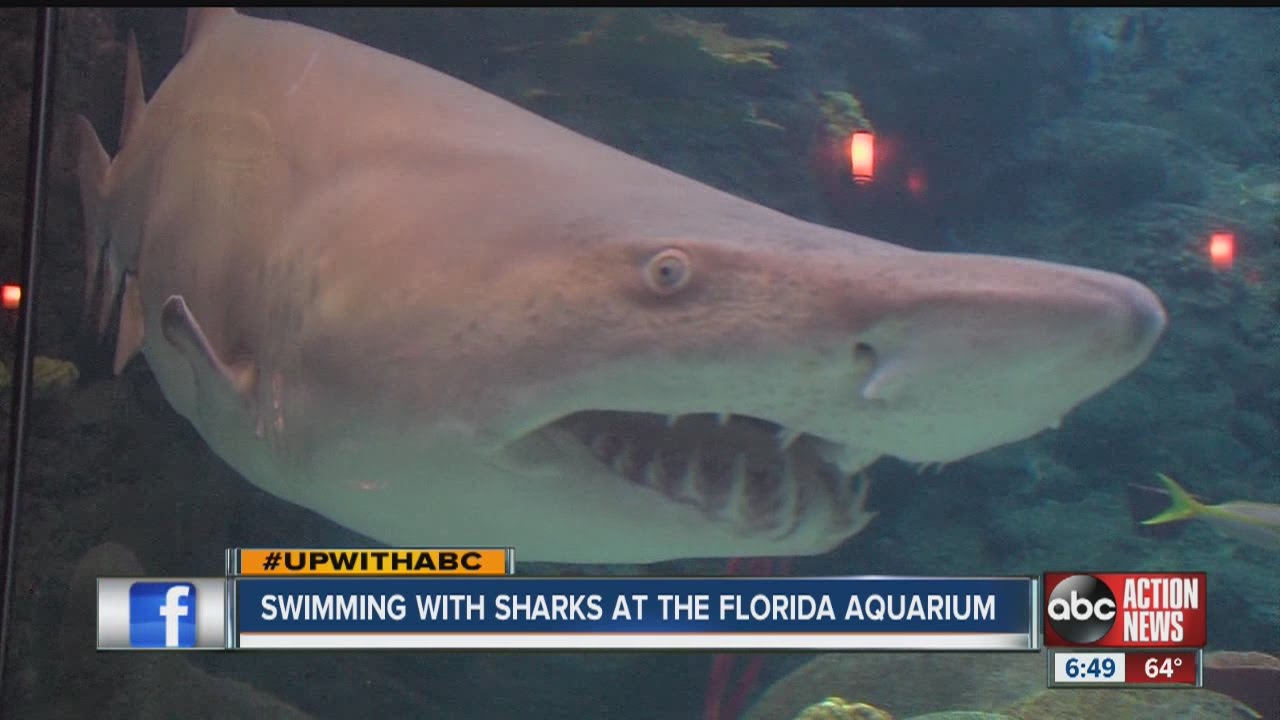 AM news crew swims with sharks at the Florida Aquarium YouTube