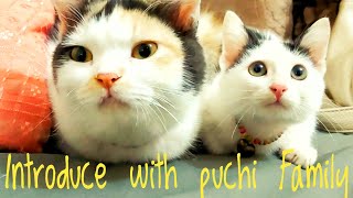 পরিচিতি পুচি ফ্যামিলি  Introduction to the beautiful cat family  Puchi Family
