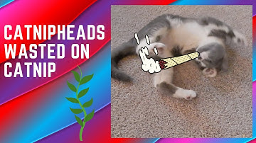 Catnipheads Wasted On Catnip | Cats On Catnip | Funny Cats