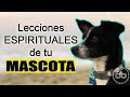 Lecciones espirituales y de vida de tu MASCOTA: Perros, gatos. Cosas que debemos aprender de ellos